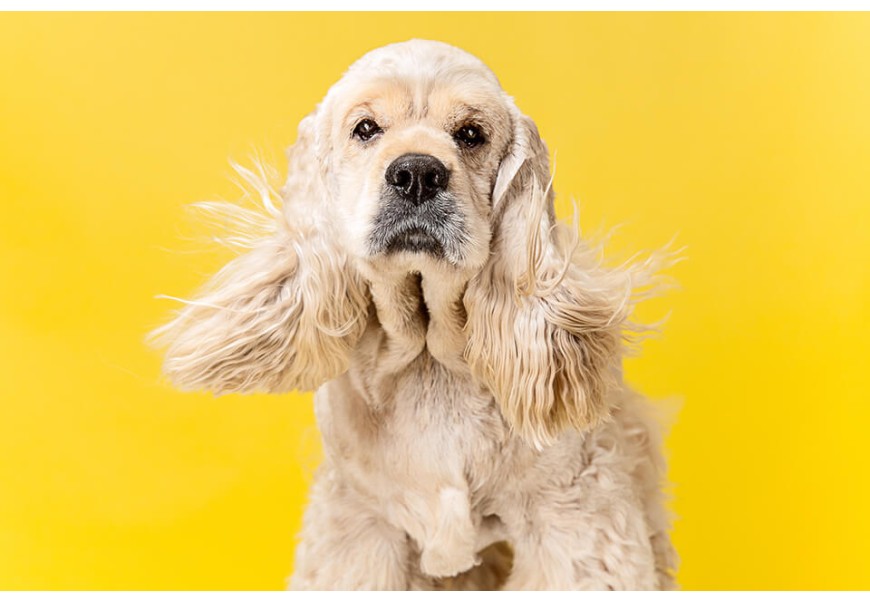 These Are the 5 Best U.S. Cities for Dogs, According To Forbes Advisor These Are the 5 Best U.S. Cities for Dogs, According To Forbes Advisor