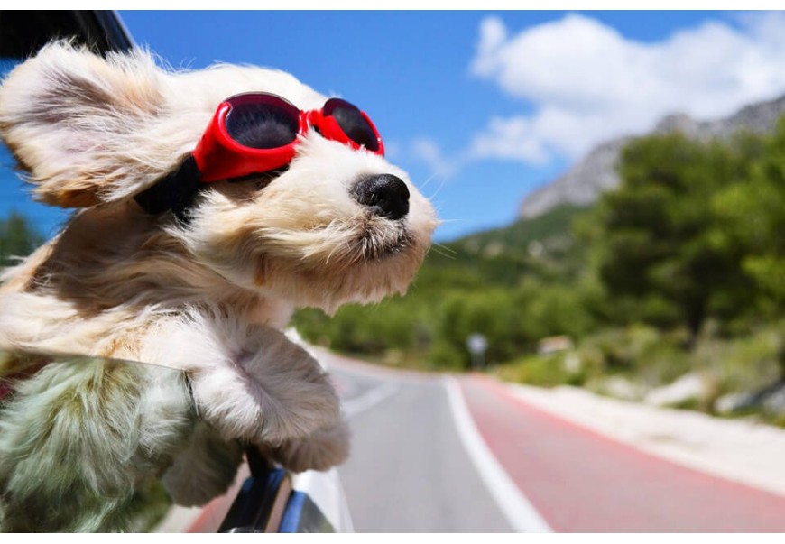 Quill City: What to Do If a Porcupine Sticks Your Dog Quill City: What to Do If a Porcupine Sticks Your Dog