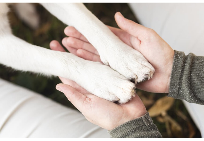 Proposed German Law Requires Walking Your Dog Twice a Day Proposed German Law Requires Walking Your Dog Twice a Day