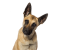 Shop Dogs