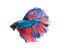 Shop Fishs Shop Fishs