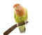 Shop Birds Shop Birds